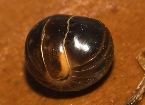 Loboglomeris pyrenaica